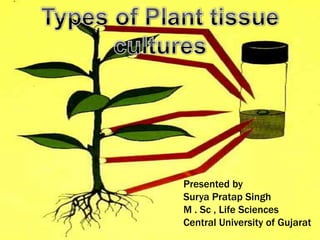 Presented by
Surya Pratap Singh
M . Sc , Life Sciences
Central University of Gujarat
 