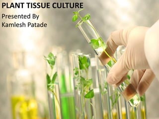 PLANT TISSUE CULTURE 
Presented By 
Kamlesh Patade 
1 
 