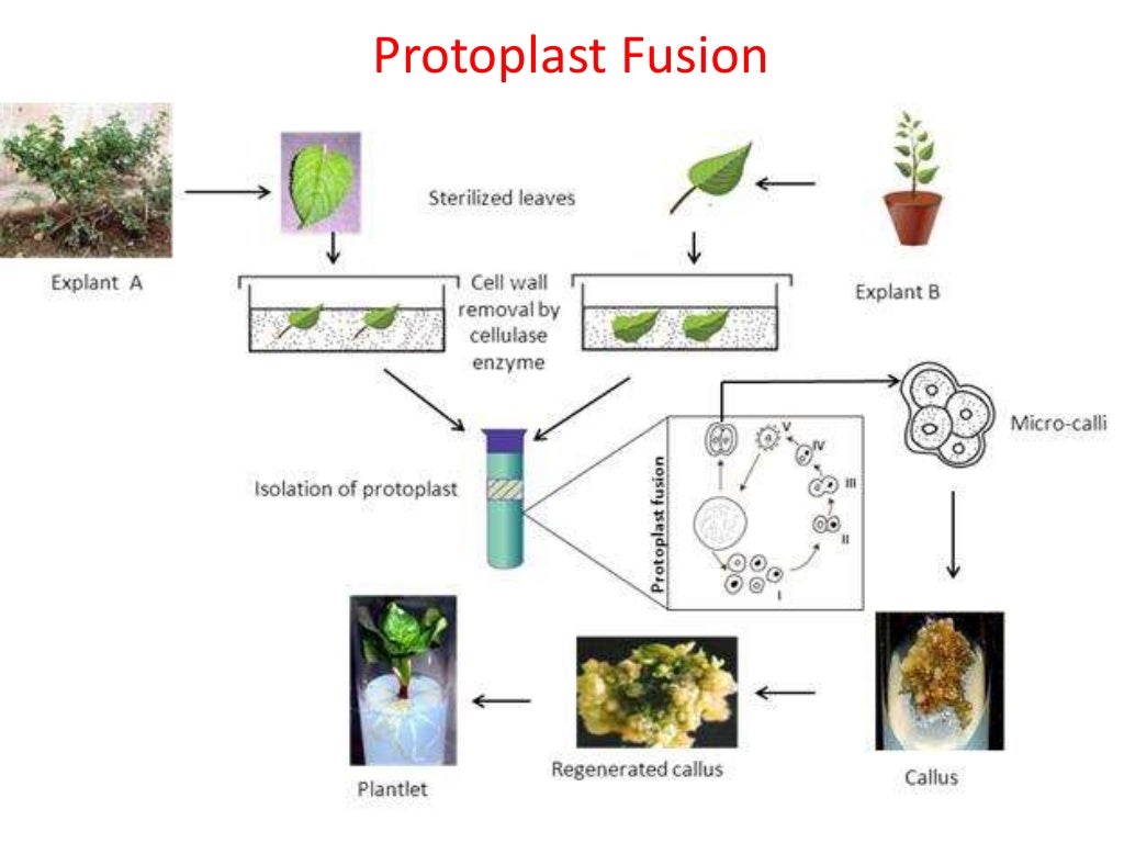 plant-tissue-culture
