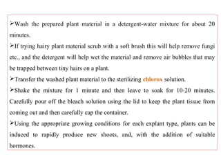 Wash the prepared plant material in a detergent-water mixture for about 20
minutes.
If trying hairy plant material scrub with a soft brush this will help remove fungi
etc., and the detergent will help wet the material and remove air bubbles that may
be trapped between tiny hairs on a plant.
Transfer the washed plant material to the sterilizing chlorox solution.
Shake the mixture for 1 minute and then leave to soak for 10-20 minutes.
Carefully pour off the bleach solution using the lid to keep the plant tissue from
coming out and then carefully cap the container.
Using the appropriate growing conditions for each explant type, plants can be
induced to rapidly produce new shoots, and, with the addition of suitable
hormones.
 