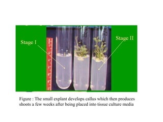 Figure : The small explant develops callus which then produces
shoots a few weeks after being placed into tissue culture media
 