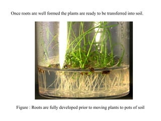 Figure : Roots are fully developed prior to moving plants to pots of soil
Once roots are well formed the plants are ready to be transferred into soil.
 
