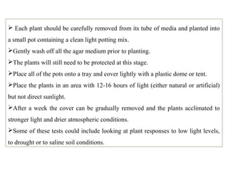  Each plant should be carefully removed from its tube of media and planted into
a small pot containing a clean light potting mix.
Gently wash off all the agar medium prior to planting.
The plants will still need to be protected at this stage.
Place all of the pots onto a tray and cover lightly with a plastic dome or tent.
Place the plants in an area with 12-16 hours of light (either natural or artificial)
but not direct sunlight.
After a week the cover can be gradually removed and the plants acclimated to
stronger light and drier atmospheric conditions.
Some of these tests could include looking at plant responses to low light levels,
to drought or to saline soil conditions.
 