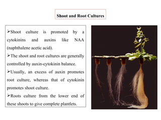 Shoot culture is promoted by a
cytokinins and auxins like NAA
(naphthalene acetic acid).
The shoot and root cultures are generally
controlled by auxin-cytokinin balance.
Usually, an excess of auxin promotes
root culture, whereas that of cytokinin
promotes shoot culture.
Roots culture from the lower end of
these shoots to give complete plantlets.
ShootShoot and Root Cultures
 
