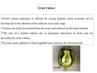 Ovule culture technique is utilized for raising hybrids which normally fail to
develop due to the abortion of the embryos at an early stage.
Ovules can easily be excised from the ovary and cultured on the basal medium.
The loss of a hybrid embryo due to premature abscission of fruits may be
prevented by ovule culture.
In some cases, addition of fruit/vegetable juice increase the initial growth.
Ovule CultureOvule Culture
 