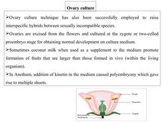 Ovary culture technique has also been successfully employed to raise
interspecific hybrids between sexually incompatible species.
Ovaries are excised from the flowers and cultured at the zygote or two-celled
proembryo stage for obtaining normal development on culture medium.
Sometimes coconut milk when used as a supplement to the medium promote
formation of fruits that are larger than those formed in vivo (within the living
organism).
In Anethum, addition of kinetin in the medium caused polyembryony which gave
rise to multiple shoots.
Ovary cultureOvary culture
 