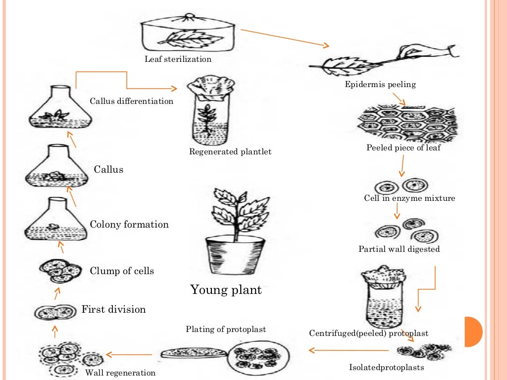 Plant tissue culture