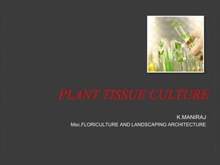 K.MANIRAJ
Msc.FLORICULTURE AND LANDSCAPING ARCHITECTURE
PLANT TISSUE CULTURE
 
