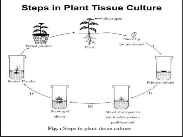 plant-tissue-culture-ppt-free-download