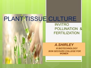 PLANT TISSUE CULTURE
INVITRO
POLLINATION &
FERTILIZATION
A.SHIRLEY
III BIOTECHNOLOGY
BON SECOURS COLLEGE FOR
WOMEN
 