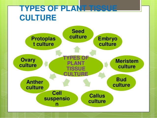 plant-tissue-culture