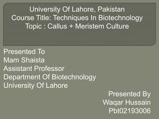 University Of Lahore, Pakistan
Course Title: Techniques In Biotechnology
Topic : Callus + Meristem Culture
Presented To
Mam Shaista
Assistant Professor
Department Of Biotechnology
University Of Lahore
Presented By
Waqar Hussain
Pbt02193006
 