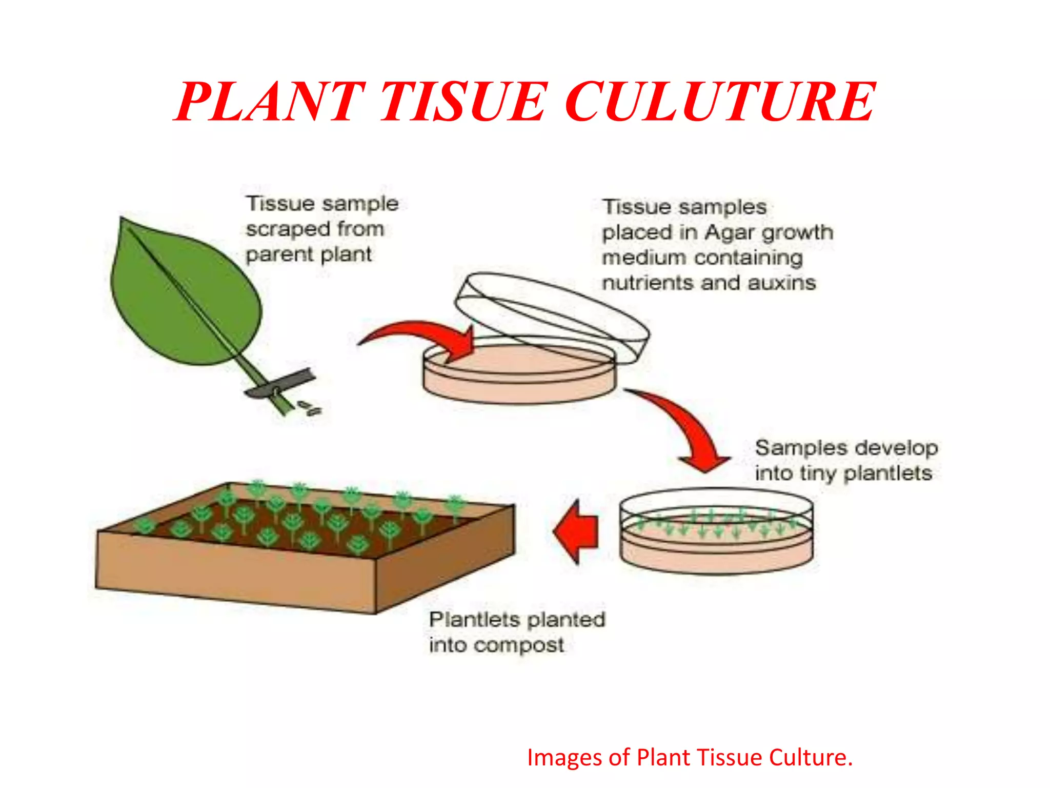 Plant tissue culture | PPTX