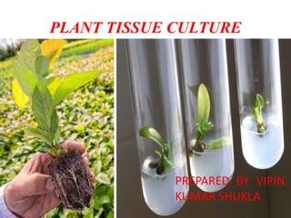 PLANT TISSUE CULTURE
PREPARED BY VIPIN
KUMAR SHUKLA
 