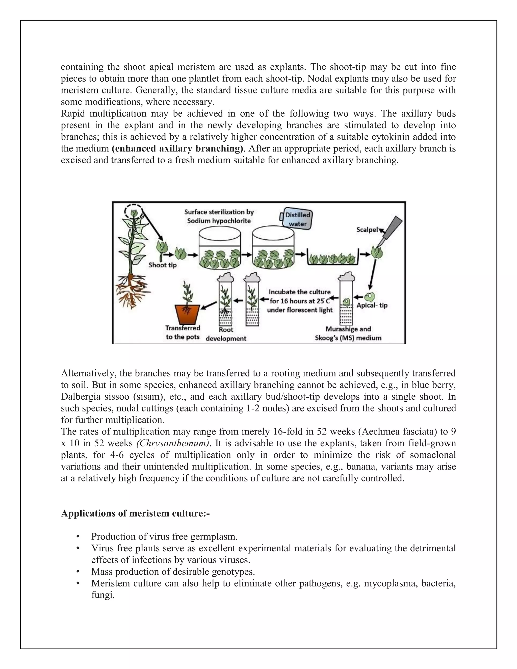 Plant tissue culture | PDF