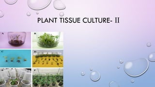 PLANT TISSUE CULTURE- Ⅱ
 