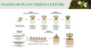 Plant Tissue Culture | PPTX