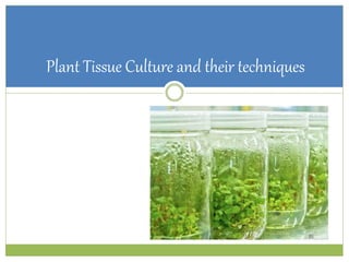 Plant Tissue Culture and their techniques
 