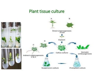 Plant tissue culture
 
