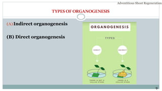 TYPESOFORGANOGENESIS
(A)Indirect organogenesis
(B) Direct organogenesis
9
Adventitious Shoot Regeneration…
 