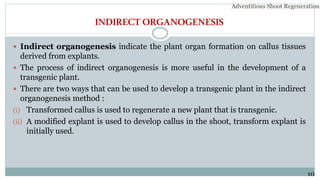 INDIRECTORGANOGENESIS
 Indirect organogenesis indicate the plant organ formation on callus tissues
derived from explants.
 The process of indirect organogenesis is more useful in the development of a
transgenic plant.
 There are two ways that can be used to develop a transgenic plant in the indirect
organogenesis method :
(i) Transformed callus is used to regenerate a new plant that is transgenic.
(ii) A modified explant is used to develop callus in the shoot, transform explant is
initially used.
Adventitious Shoot Regeneration…
10
 