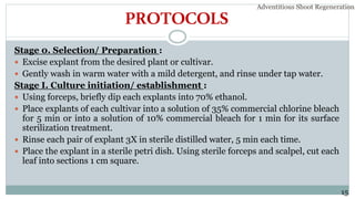 PROTOCOLS
Stage 0. Selection/ Preparation :
 Excise explant from the desired plant or cultivar.
 Gently wash in warm water with a mild detergent, and rinse under tap water.
Stage I. Culture initiation/ establishment :
 Using forceps, briefly dip each explants into 70% ethanol.
 Place explants of each cultivar into a solution of 35% commercial chlorine bleach
for 5 min or into a solution of 10% commercial bleach for 1 min for its surface
sterilization treatment.
 Rinse each pair of explant 3X in sterile distilled water, 5 min each time.
 Place the explant in a sterile petri dish. Using sterile forceps and scalpel, cut each
leaf into sections 1 cm square.
Adventitious Shoot Regeneration…
15
 