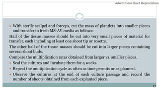  With sterile scalpel and forceps, cut the mass of plantlets into smaller pieces
and transfer to fresh MS-AV media as follows:
Half of the tissue masses should be cut into very small pieces of material for
transfer, each including at least one shoot tip or rosette.
The other half of the tissue masses should be cut into larger pieces containing
several shoot buds.
Compare the multiplication rates obtained from larger vs. smaller pieces.
 Seal the cultures and incubate them for 4 weeks.
 Repeat the multiplication cycle as often as time permits or as planned.
 Observe the cultures at the end of each culture passage and record the
number of shoots obtained from each explanted piece.
Adventitious Shoot Regeneration…
17
 