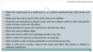  Plant the regenerant in a small pot or in a plastic sandwich bag with sterile soil
mix.
 Make sure the soil is moist with water, but is not sodden.
 Wrap the pot and plant in plastic wrap, and use a plastic stake to allow the plastic
wrap to form a tent over the plant.
 Plants should not need to be watered for the first few days.
 Place the pots in diffuse light.
 Open the tents to allow air exchange briefly every day.
 After 1 week, let some air in the tent for 1 h each day.
 After another week, increase gradually to several hours per day.
 After a total of 2-3 weeks, remove the wrap and allow the plants to adjust to
ambient conditions.
19
Adventitious Shoot Regeneration…
 