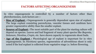 FACTORSAFFECTING ORGANOGENESIS
In vitro organogenesis is controlled by a number of factors other than
phytohormones, such factors are :-
 Size of Explant : Organogenesis is generally dependent upon size of explant.
The large explant consisting parenchyma, vascular tissues and cambium have
greater regenerative ability than the smaller explant.
 Source of Explant : The most suitable part of the plant for starting culture will
depend on species. Leaves and leaf fragment of many plant species like Begonia,
Solanum, Nicotina, Crepis, etc. have shown capacity to regenerate shoot buds.
 Age of the Explant : Physiological age of explant is important for in vitro
organogenesis. In Nicotiana species, regeneration of adventitious shoot is only
noted if the leaf explant is collected from vegetative stage i.e. before flowering.
Adventitious Shoot Regeneration…
20
 