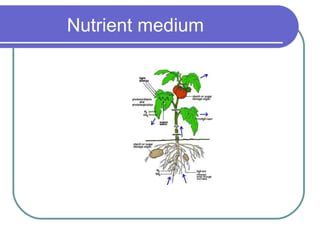 Plant tissue culture | PPT