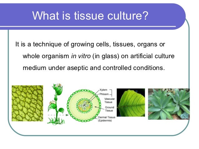 Phd thesis on plant tissue culture