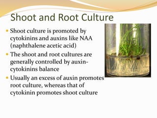 Shoot and Root Culture
 Shoot culture is promoted by
cytokinins and auxins like NAA
(naphthalene acetic acid)
 The shoot and root cultures are
generally controlled by auxin-
cytokinins balance
 Usually an excess of auxin promotes
root culture, whereas that of
cytokinin promotes shoot culture
 