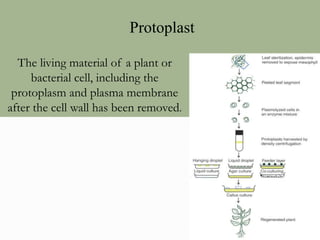 Protoplast
The living material of a plant or
bacterial cell, including the
protoplasm and plasma membrane
after the cell wall has been removed.
 