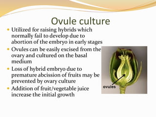 Ovule culture
 Utilized for raising hybrids which
normally fail to develop due to
abortion of the embryo in early stages
 Ovules can be easily excised from the
ovary and cultured on the basal
medium
 Loss of hybrid embryo due to
premature abcission of fruits may be
prevented by ovary culture
 Addition of fruit/vegetable juice
increase the initial growth
 