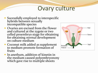 Ovary culture
 Sucessfully employed to interspecific
hybrids between sexually
incompatible species
 Ovaries are excised from the flower
and cultured at the zygote or two
celled proembryo stage for obtaining
for obtaining normal development
on culture medium
 Coconut milk added as supplement
to medium promote formation of
fruits
 In anethum, addition of kinetin in
the medium caused polyembryonony
which gave rise to multiple shoots
 