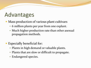 Advantages
 Mass production of various plant cultivars
 6 million plants per year from one explant.
 Much higher production rate than other asexual
propagation methods.
 Especially beneficial for:
 Plants in high demand or valuable plants.
 Plants that are slow or difficult to propagate.
 Endangered species.
 