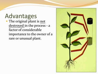 Advantages
 The original plant is not
destroyed in the process - a
factor of considerable
importance to the owner of a
rare or unusual plant.
 