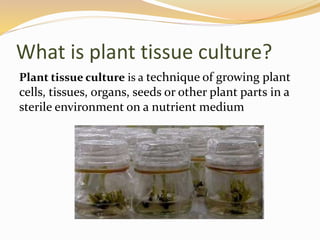 What is plant tissue culture?
Plant tissue culture is a technique of growing plant
cells, tissues, organs, seeds or other plant parts in a
sterile environment on a nutrient medium
 