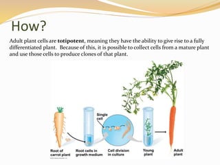 How?
Adult plant cells are totipotent, meaning they have the ability to give rise to a fully
differentiated plant. Because of this, it is possible to collect cells from a mature plant
and use those cells to produce clones of that plant.
 