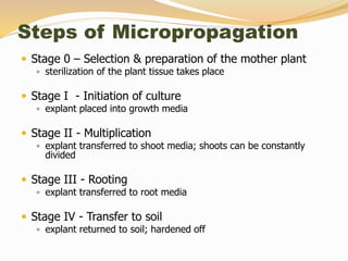Steps of Micropropagation
 Stage 0 – Selection & preparation of the mother plant
 sterilization of the plant tissue takes place
 Stage I - Initiation of culture
 explant placed into growth media
 Stage II - Multiplication
 explant transferred to shoot media; shoots can be constantly
divided
 Stage III - Rooting
 explant transferred to root media
 Stage IV - Transfer to soil
 explant returned to soil; hardened off
 