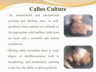 An unspecialized and unorganized,
growing and dividing mass of cells,
produced when explants are cultured on
the appropriate solid medium (with both
an auxin and a cytokinin and correct
conditions)
During callus formation there is some
degree of dedifferentiation both in
morphology and metabolism, resulting
in the lose the ability to photosynthesis
Callus Culture
 