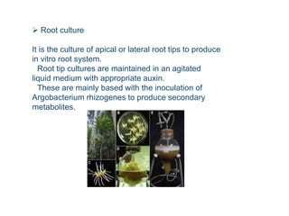 Apical Inoculation Plant Tissue Culture and Their Applications.pptx