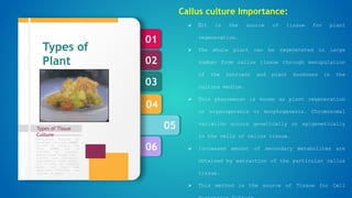 06
05
04
03
02
01
Types of Tissue
Culture
Formulation designed by
Murashige and Skoog (1962),
revised by Linsmair and
Skoog (1965) can be
regarded as standard.
Special plant groups like
conifers have nutritional
requirements, which appear,
not to meet by standard
media, and then some
additional nutrients are
required in media.
Types of
Plant
Tissue
culture
Callus culture Importance:
 It is the source of tissue for plant
regeneration.
 The whole plant can be regenerated in large
number from callus tissue through manipulation
of the nutrient and plant hormones in the
culture medium.
 This phenomenon is known as plant regeneration
or organogenesis or morphogenesis. Chromosomal
variation occurs genetically or epigenetically
in the cells of callus tissue.
 Increased amount of secondary metabolites are
obtained by extraction of the particular callus
tissue.
 This method is the source of Tissue for Cell
 