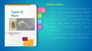 10
09
08
07
Types of Tissue
Culture
Formulation designed by
Murashige and Skoog (1962),
revised by Linsmair and
Skoog (1965) can be
regarded as standard.
Special plant groups like
conifers have nutritional
requirements, which appear,
not to meet by standard
media, and then some
additional nutrients are
required in media.
Types of
Plant
Tissue
culture
Anther culture:
 It is the in-vitro culture technique of
anther containing microspores from unopened
flower bud or immature pollen grains
(Pollen culture) on a suitable nutrient
medium under aseptic condition for the
purpose of development of haploid
plantlets.
 By this culture technique haploid cells
are obtained which is known as Androgenesis
 