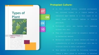10
09
08
07
Types of Tissue
Culture
Formulation designed by
Murashige and Skoog (1962),
revised by Linsmair and
Skoog (1965) can be
regarded as standard.
Special plant groups like
conifers have nutritional
requirements, which appear,
not to meet by standard
media, and then some
additional nutrients are
required in media.
Types of
Plant
Tissue
culture
Protoplast Culture:
 In this culture method, isolated protoplasts
are cultured either in a liquid medium or
semisolid agar medium in a thin layer or as
small drops of nutrient medium in sterile
petridish.
 Protoplast cells are having cell membrane
without cell wall
 They are isolated either by enzymatic method or
by mechanical method.
 Mechanical method is manual method and there is
a possibility of loss of protoplast cell due to
friction force in motor and pestle.
 This method is avoided by following technique
likely a small piece of epidermis is selected
 