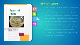 10
09
08
07
Types of Tissue
Culture
Formulation designed by
Murashige and Skoog (1962),
revised by Linsmair and
Skoog (1965) can be
regarded as standard.
Special plant groups like
conifers have nutritional
requirements, which appear,
not to meet by standard
media, and then some
additional nutrients are
required in media.
Types of
Plant
Tissue
culture
Hairy Root Culture
 This technique is also known as transformed
root culture.
 It is a culture produced after the infection of
explants or cultures by anaturally occurring
soil bacterium Agrobacterium rhizogenes that
contains root-inducing plasmids (Ri plasmids)
are infect plant roots and cause them to
produce an opines (food source for the
bacterium) and abnormally very fast growth.
 It grows by increasing the rate of cell
division and cell elongation.
 