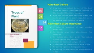 10
09
08
07
Types of Tissue
Culture
Formulation designed by
Murashige and Skoog (1962),
revised by Linsmair and
Skoog (1965) can be
regarded as standard.
Special plant groups like
conifers have nutritional
requirements, which appear,
not to meet by standard
media, and then some
additional nutrients are
required in media.
Types of
Plant
Tissue
culture
Hairy Root Culture
 Hairy roots are induced in most of the dicot
plants by genetic transformation (through T-
DNA, transfer DNA) with A. rhizogenes.
 Hairy root culture shows very high growth rate
in the absence of the growth regulator and do
not require conditioning of the medium
Hairy Root Culture Importance
 It helps in production of high secondary
metabolites.
 The culture grows under phyto-hormone free
conditions.
 The culture shows fast growth that reduces
culture time and easy handling.
 It helps in functional analysis of gene.
 It also used for regeneration of whole plants.
 The culture expresses foreign proteins.
 The culture is genetically and biosynthetically
stable.
 