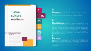 06
05
04
03
02
01
Nutrition of Tissue
Culture
Formulation designed by
Murashige and Skoog (1962),
revised by Linsmair and
Skoog (1965) can be
regarded as standard.
Special plant groups like
conifers have nutritional
requirements, which appear,
not to meet by standard
media, and then some
additional nutrients are
required in media.
Tissue
culture
media
Macro elements
N- Nitrogen is an essential component of all proteins.
Nitrogen
deficiency most often results in stunted growth.
N-
Nitrogen
P- Phosphorus is important in plant bioenergetics as a
component of ATP. It is needed for the conversion of
light energy to chemical
energy (ATP) during photosynthesis. Phosphorus can also
be used to modify the activity of various enzymes by
phosphorylation and can be used for cell signaling.
Since ATP can be used for the biosynthesis of many plant
bio molecules, it is important for plant growth and
flower/seed formation.
P-
Phosphorus
K- Potassium regulates the opening and closing of the
stomata by a potassium ion pump. Since stomata are
important in water regulation, potassium reduces water
loss from the leaves and increases drought tolerances.
Potassium deficiency may cause necrosis or interveinal
chlorosis.
K-
Potassiu
m
 