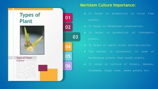 06
05
04
03
02
01
Types of Tissue
Culture
Formulation designed by
Murashige and Skoog (1962),
revised by Linsmair and
Skoog (1965) can be
regarded as standard.
Special plant groups like
conifers have nutritional
requirements, which appear,
not to meet by standard
media, and then some
additional nutrients are
required in media.
Types of
Plant
Tissue
culture
Meristem Culture Importance:
 It helps in production of virus free
plants.
 It helps in Germplasm conservation.
 It helps in production of transgenic
plants.
 It helps in rapid clonal multiplication.
 The method is successful in case of
herbaceous plants than woody plants.
 It helps in culture of Potato, Banana,
Cardamom, Sugar cane, sweet potato etc.
 
