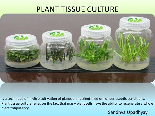 Plant Tissue Culture Introduction Plant Tissue Culture Introduction